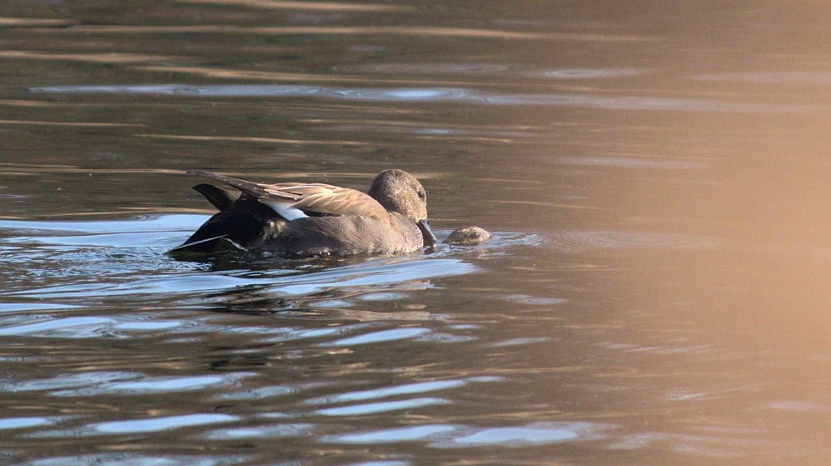 ad4c91a4-dddf-4179-9835-7dbecbfb35fc