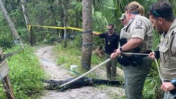 USA. Aligator zaatakował rowerzystę. Takie sytuacje to rzadkość