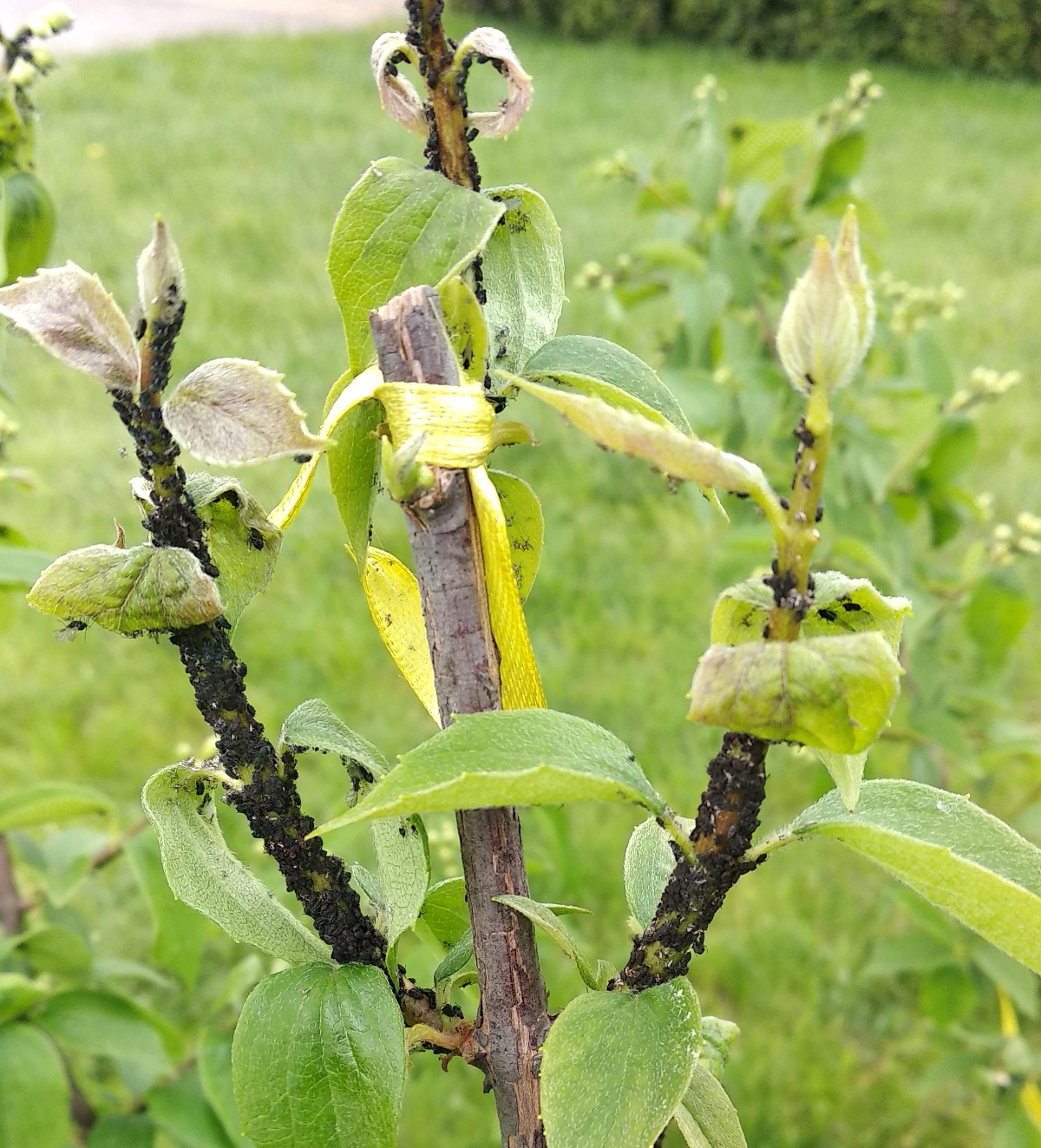 24273cd6-a7f8-4703-a65f-71213ca67710