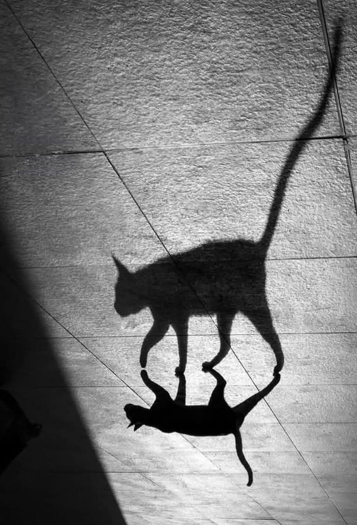 02907364-4bed-4f63-bbce-cb4d289c0fc3