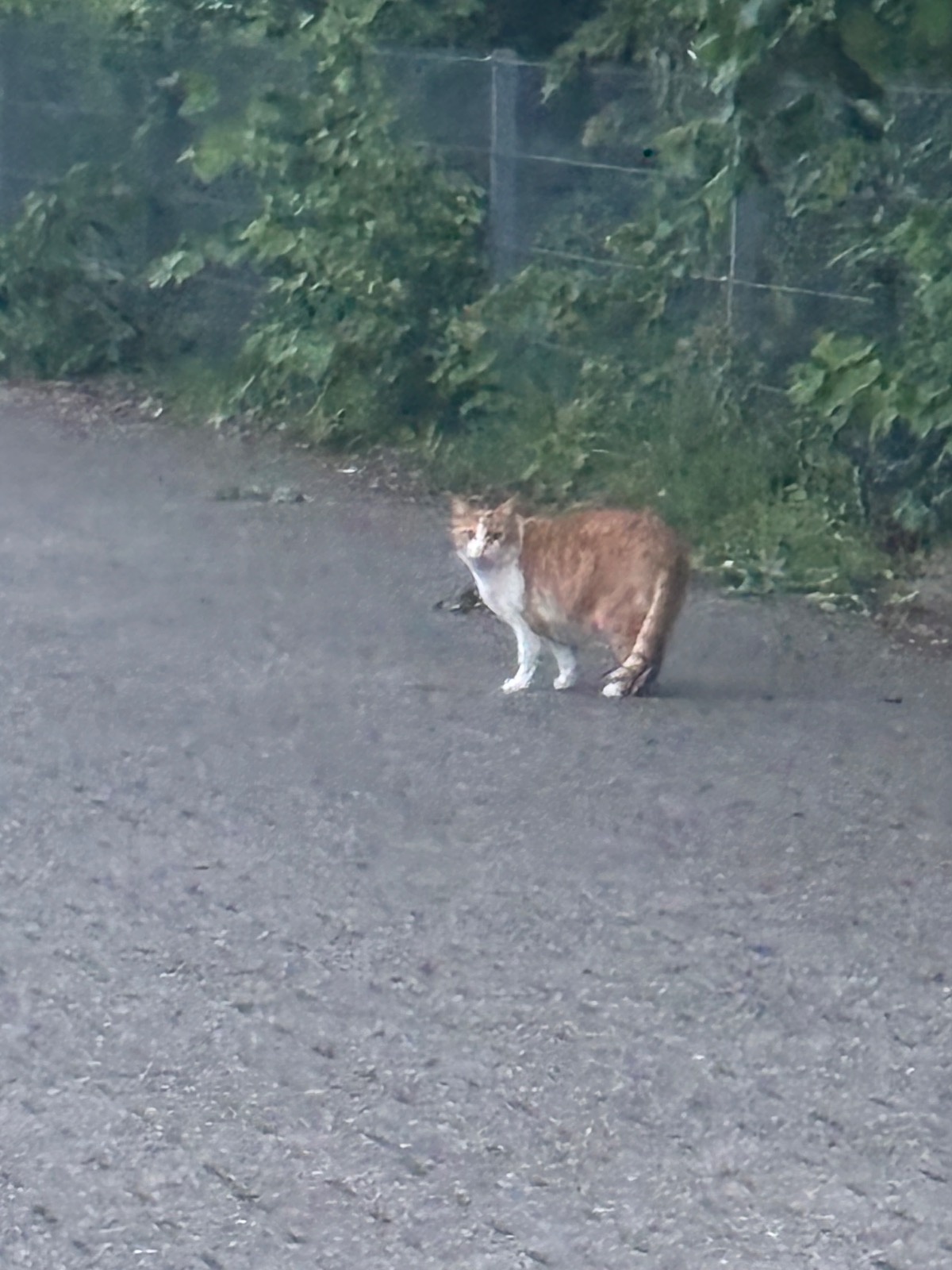 807cc16e-70f6-42e4-8f9a-ee9f924267ec