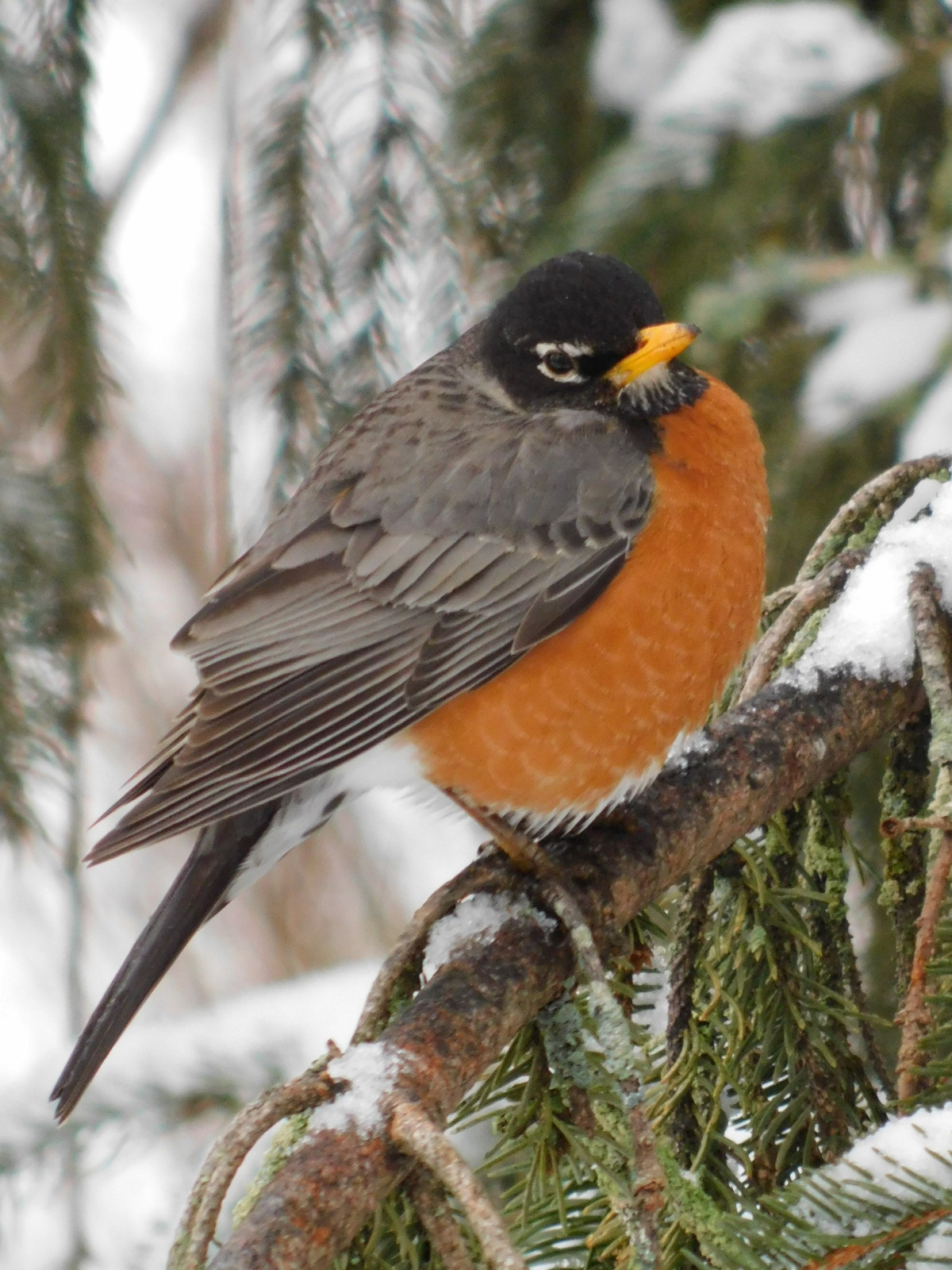 b8bf5a00-c436-4163-b36f-a62864de9fc2