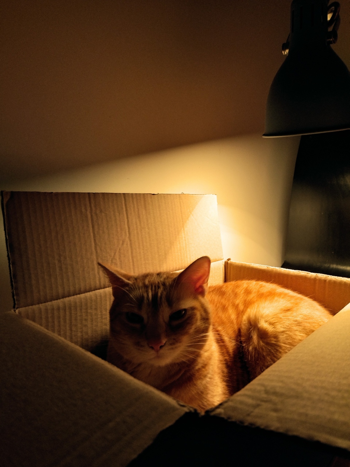 31fc91fa-30c1-41f6-a9ee-8acd16706c3b