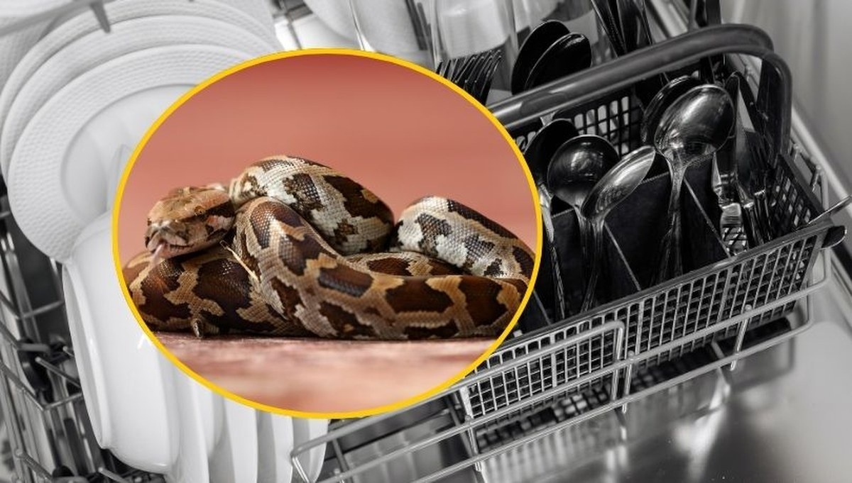 Nietypowa interwencja strażaków w Gdyni. Pyton tygrysi zaklinował się pod zmywarką