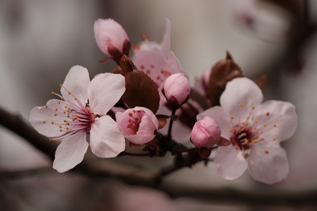Śliwa Wiśniowa Wystrzeliła Pąkami / Fotografujemy Przyrodę