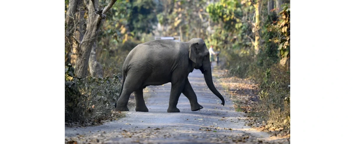 Dziki słoń zabił co najmniej 20 osób. Nadal pozostaje na wolności