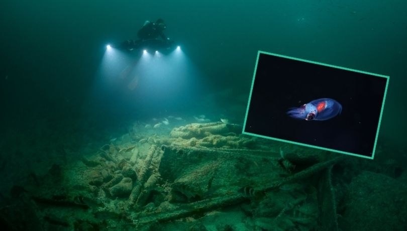 W głębinach, gdzie nie dociera światło, naukowcy odnaleźli nieznane stworzenia