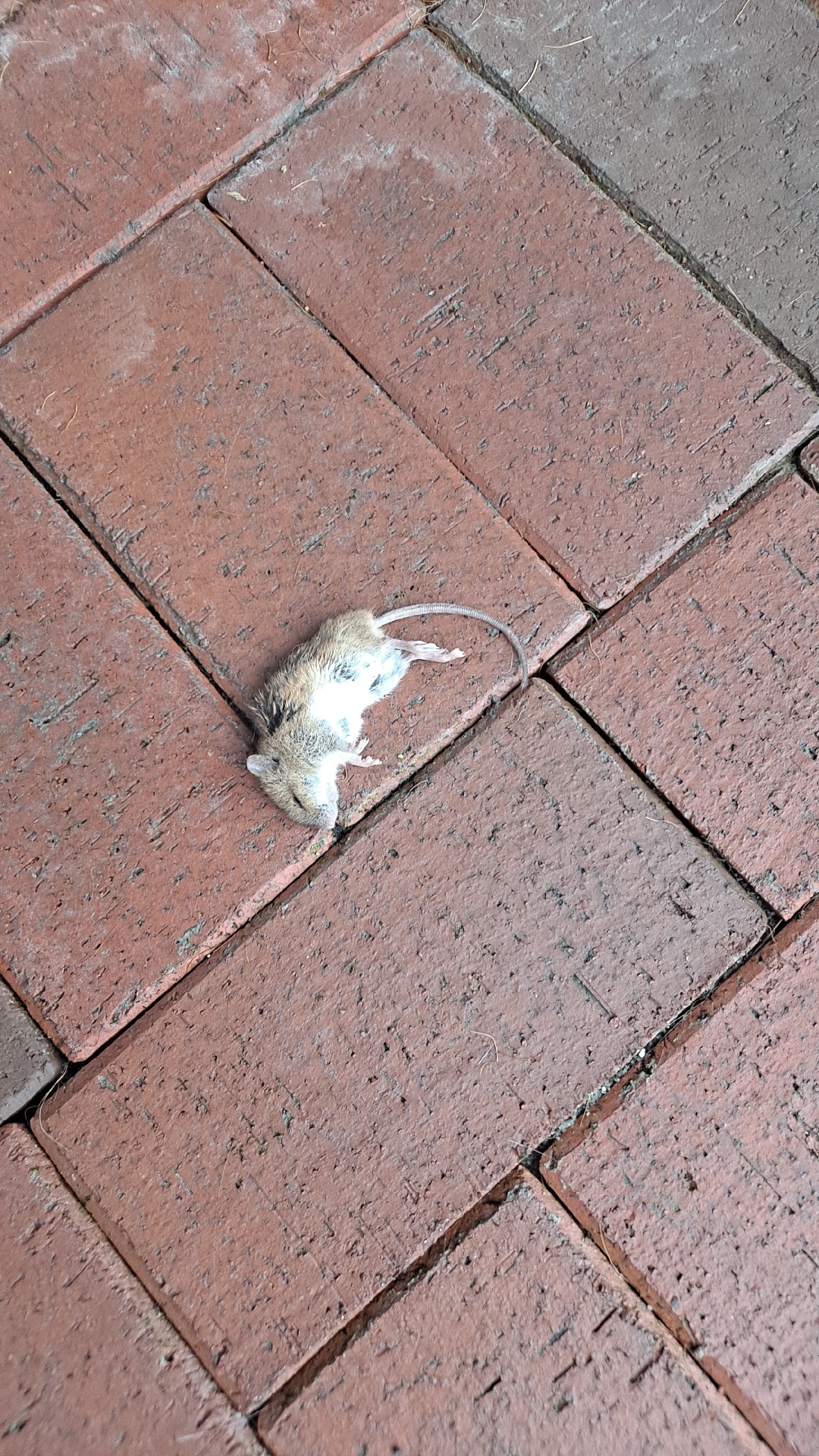 89bef5be-c5c5-420a-a6b4-dcf8b86fa4f9