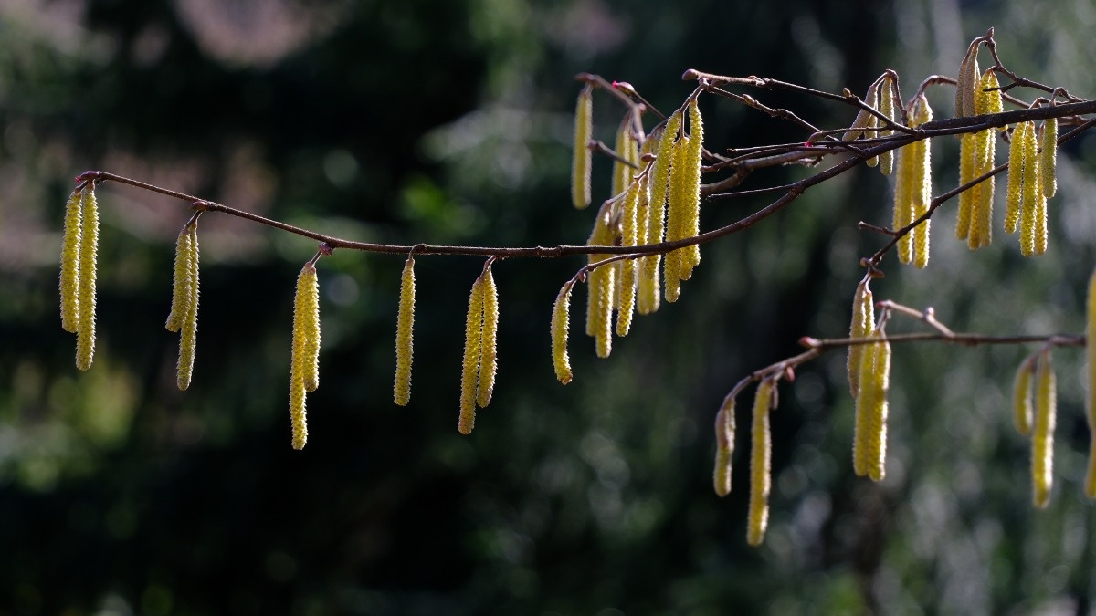 Kojące Przedwiośnie Muzyka Relaksacyjna Dla Duszy