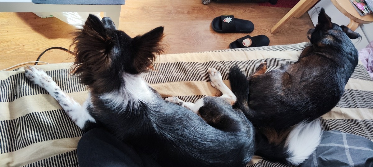 d737746d-4b8a-4ed1-a6d2-3f24ba0bc2c8