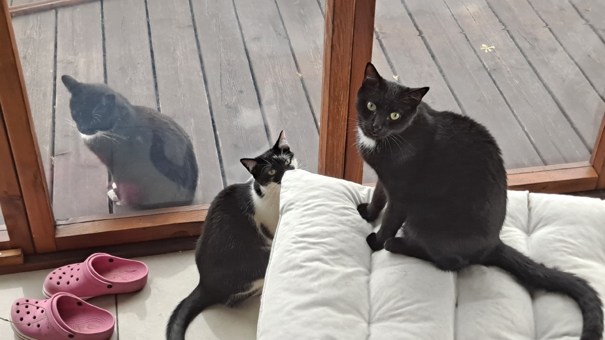 2c399883-c3f3-43d7-81bf-034e7fcde9e6