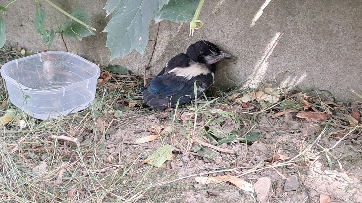 96a19776-8860-4700-b418-2becbeef5558