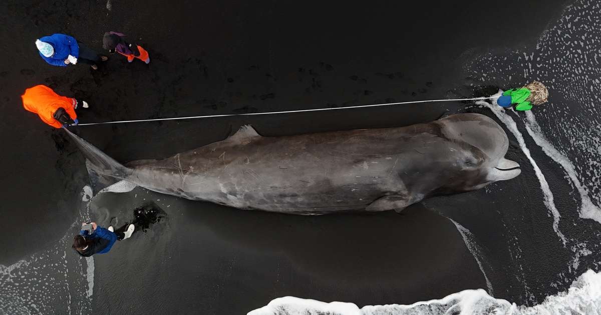 Kolejne martwe walenie u wybrzeży północno-wschodniej Islandii