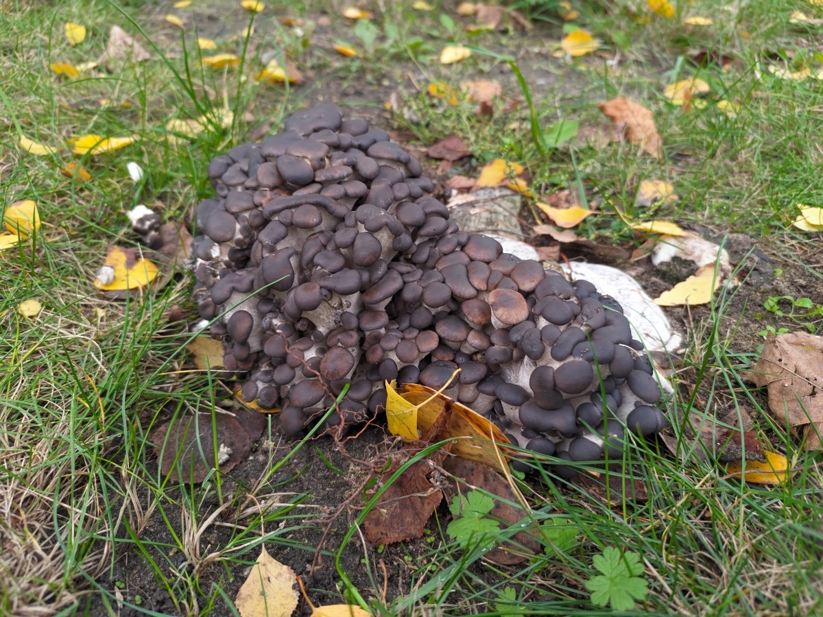 65c5e0ee-3cdf-45a5-9312-e3369c679b5c