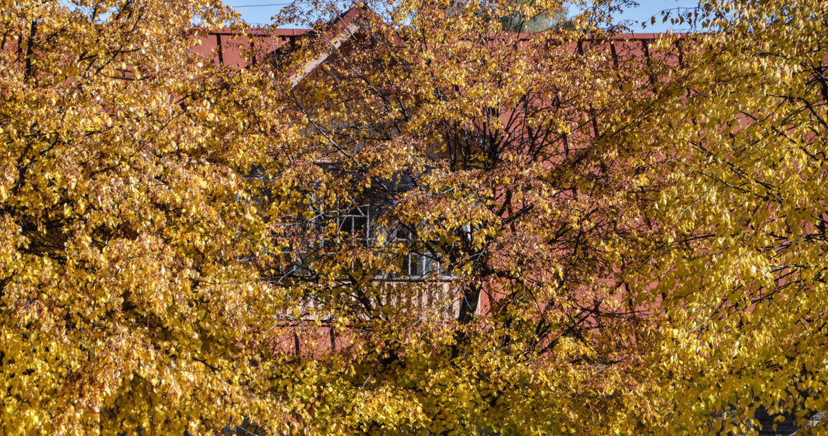 Nawet 73,3 tys. gatunków drzew może istnieć na Ziemi. Część - wciąż nieznana nauce