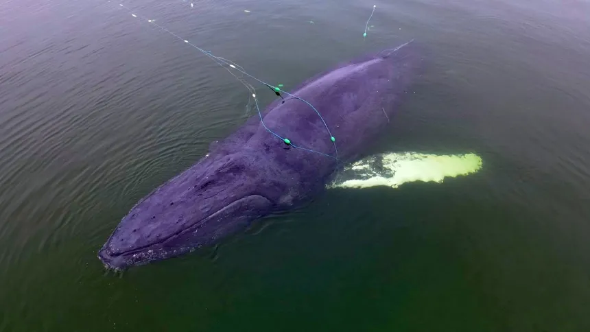 Wieloryb nad polskim Bałtykiem. Olbrzym zaplątał się w sieć. "Niezwykle rzadki"