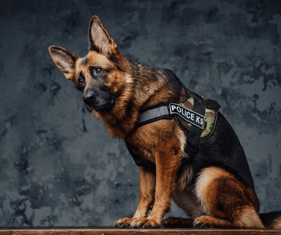 172e8f31-d185-41c6-864e-ad410ad27024