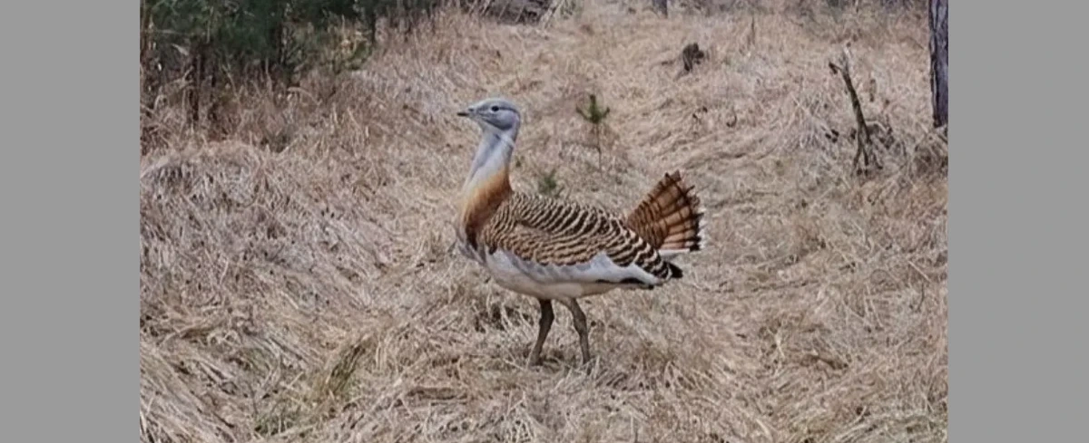 Sensacja pod Opolem. W lesie pojawił się jeden z najrzadszych ptaków Europy