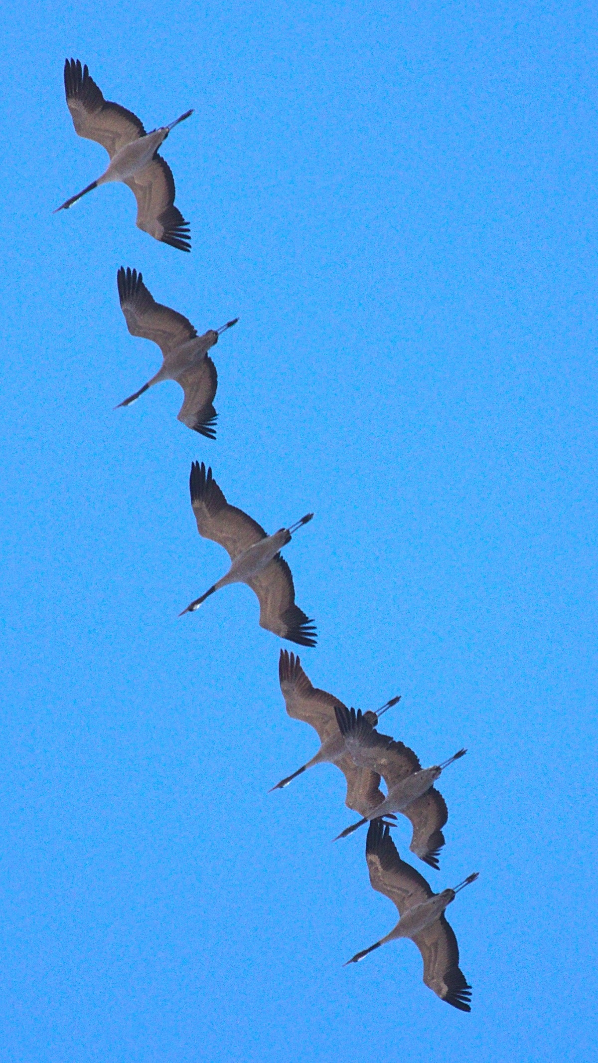 51081faa-ae5f-4642-a24c-1e50a1f0dc2e