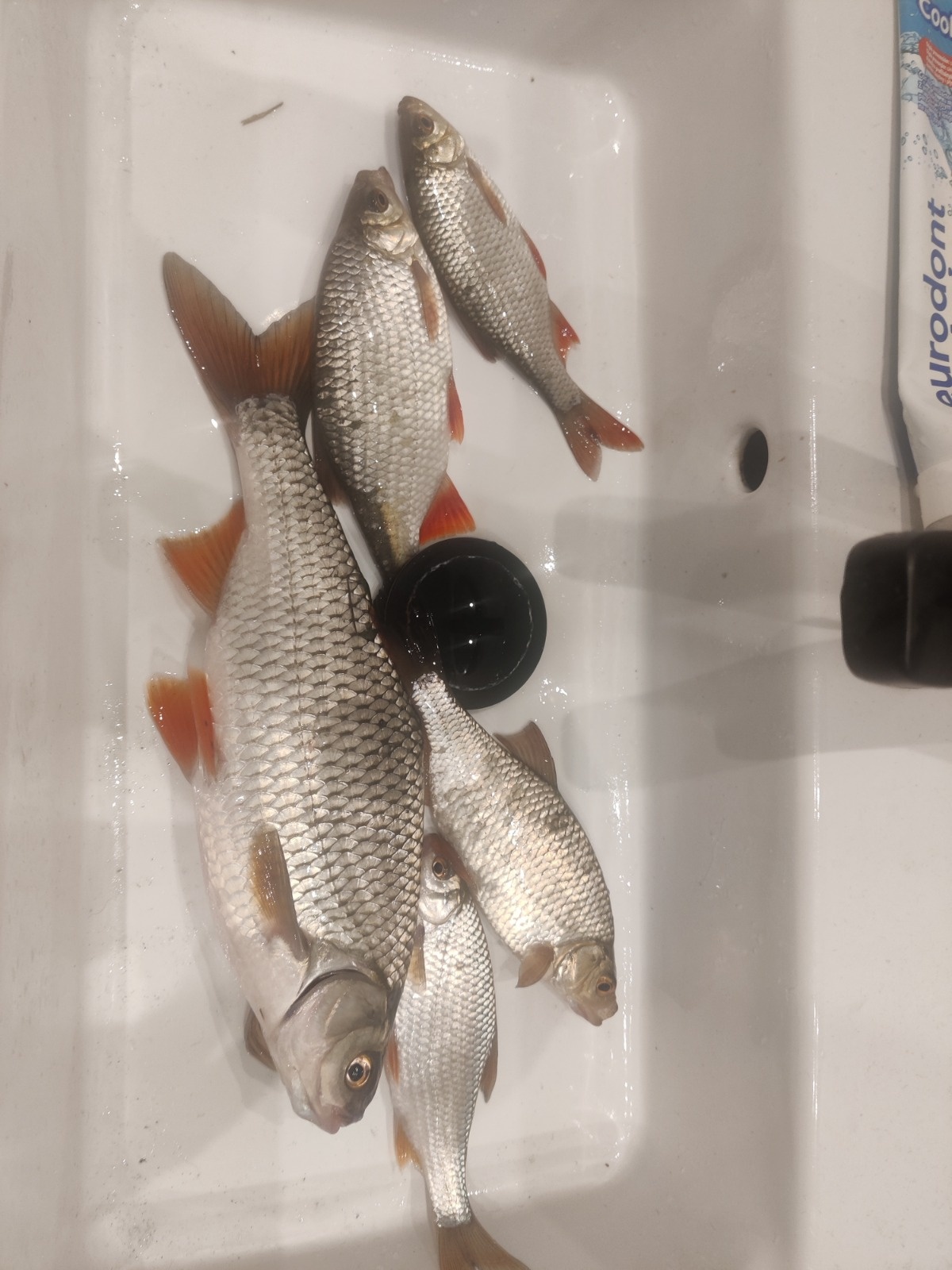 345cf036-cfb2-4301-8fa2-e2c1798f82e0