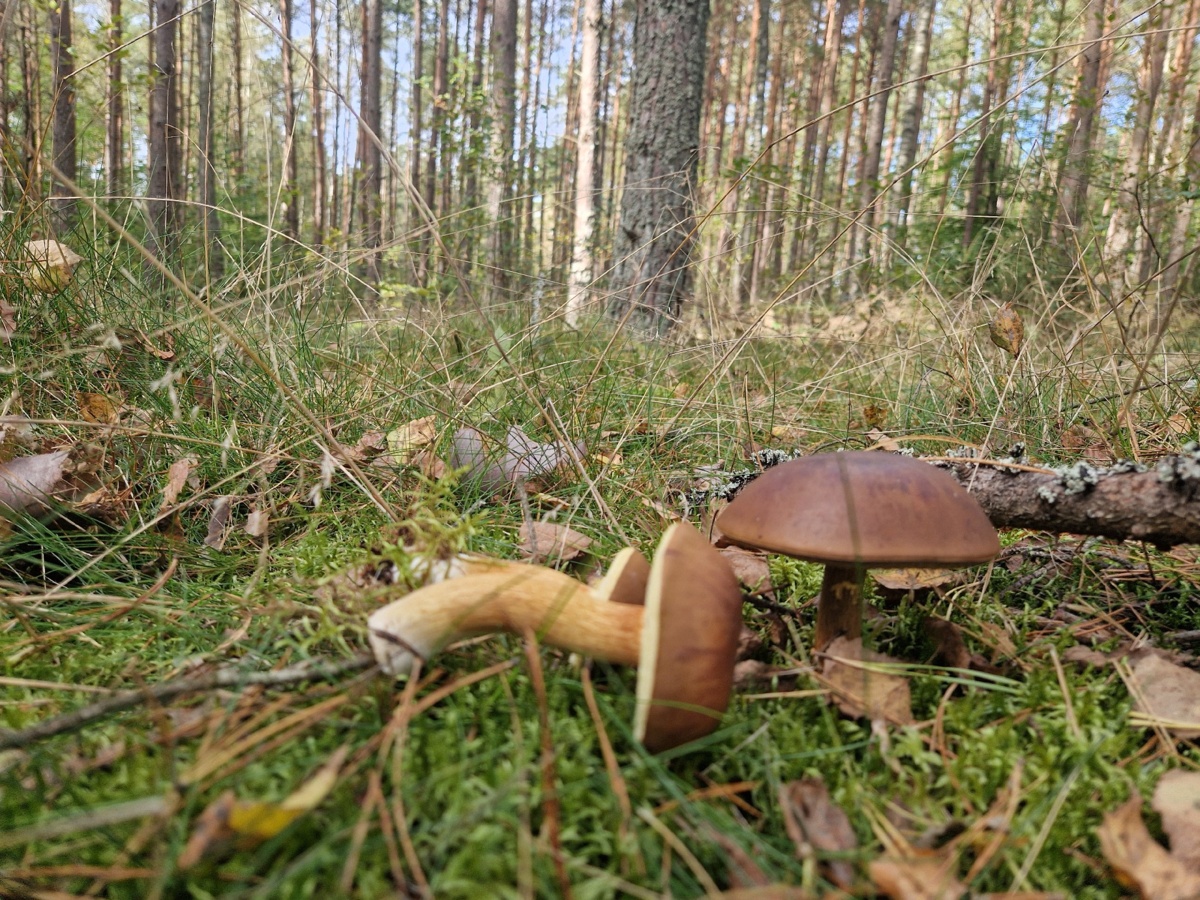 1f95be6f-41e8-4cf6-8156-48b8c4549245