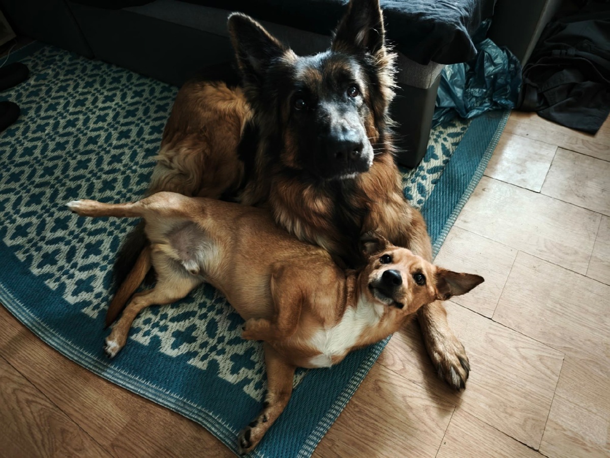 f77245fb-ca2a-44a0-af2e-07e1cd62a959