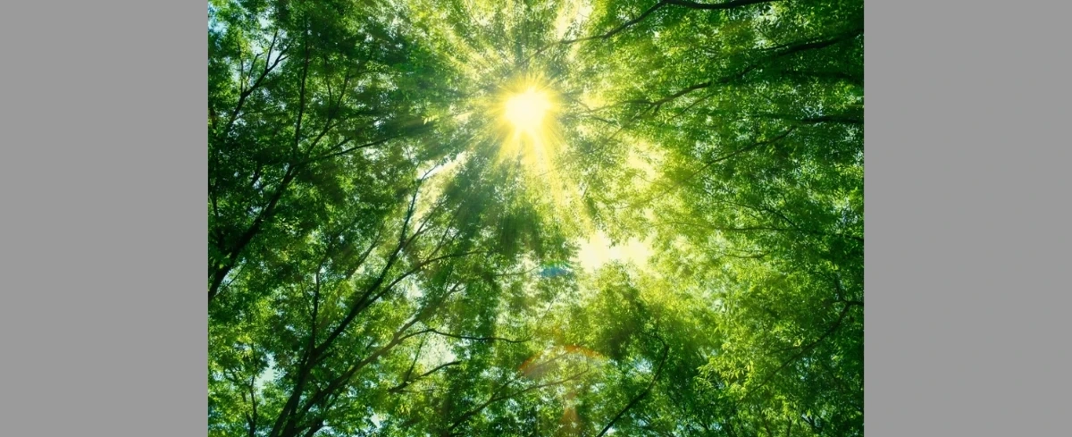 Polski wiąz walczy o tytuł Europejskiego Drzewa Roku