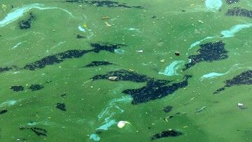 Zupełnie nowy rodzaj i gatunek cyjanobakterii. Odkryli go polscy biolodzy