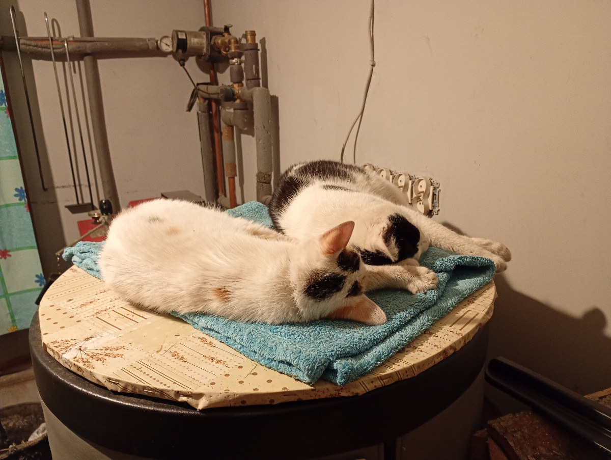 f7b25236-8175-4e98-9bdc-555404668807