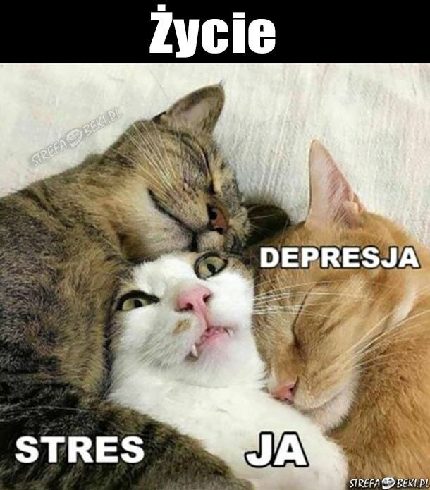 c706301e-7586-44b4-9704-190736df86cb