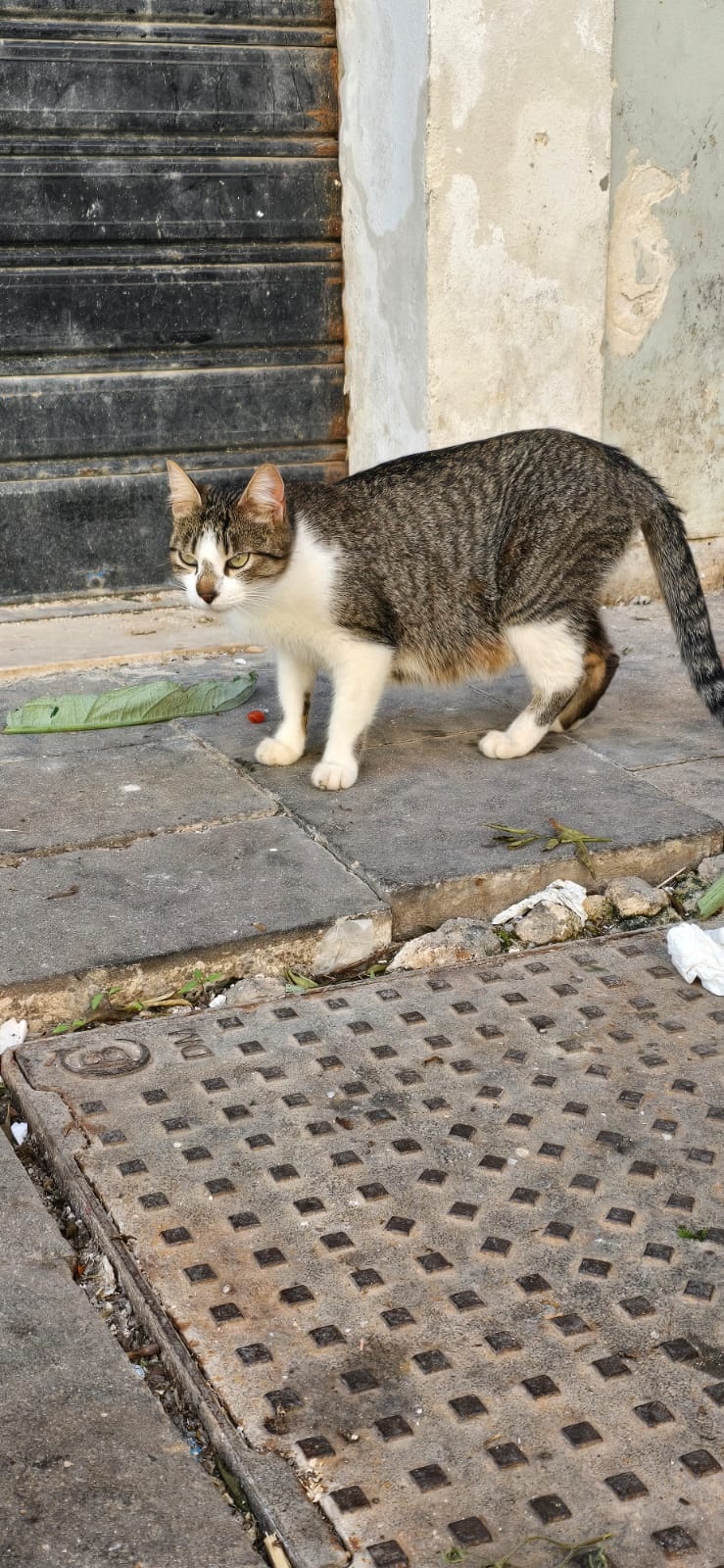 52f939dc-9ff4-4e27-9543-4500709e5366