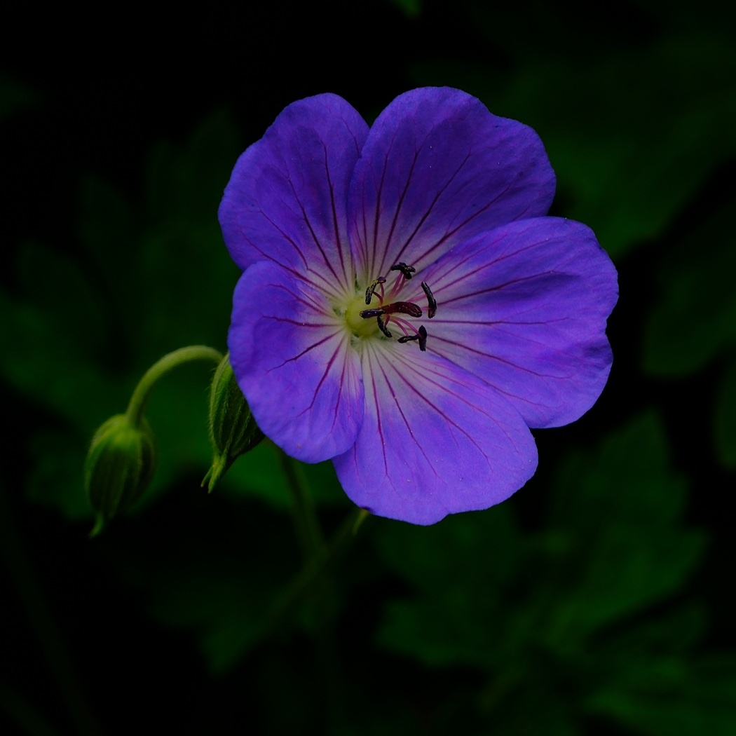 Bodziszek Wallicha Bloom Me Away