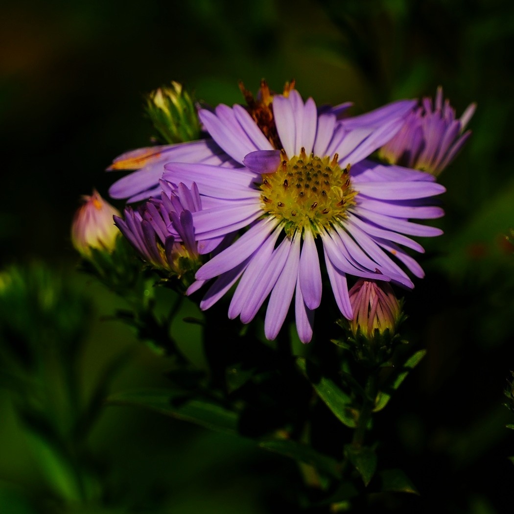 Aster Karłowaty - Symphyotrichum Dumosum / Fotografujemy Przyrodę