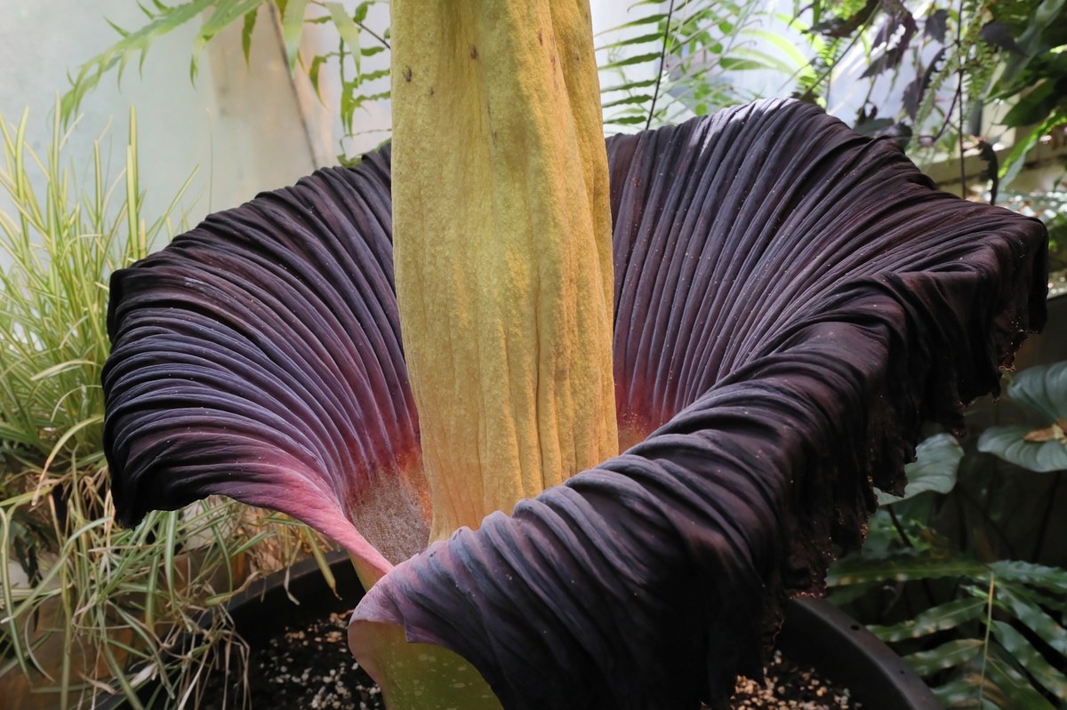 Stało się. Dziwidło olbrzymie zakwitło w stolicy