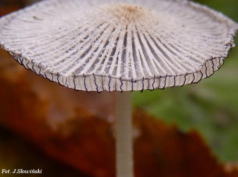 9255ff64-924c-40b0-92ca-cc3ad9621f44