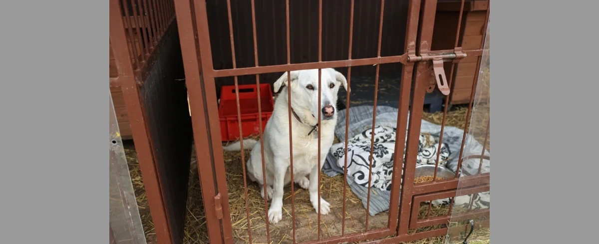 Eksperci są zgodni, że system opieki nad bezdomnymi zwierzętami trzeba zbudować od nowa [ANALIZA]