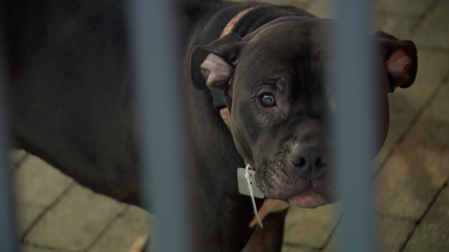 Agresywny pitbull. Pogryzł dziecko, kobietę i mniejszego psa