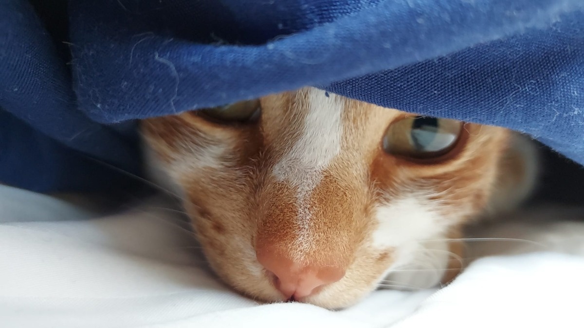 d1b0cd89-6563-4c11-9360-b5416c99adf0