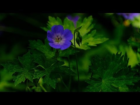 Letnia Wyciszająca Muzyka Relaksacyjna Do Spania