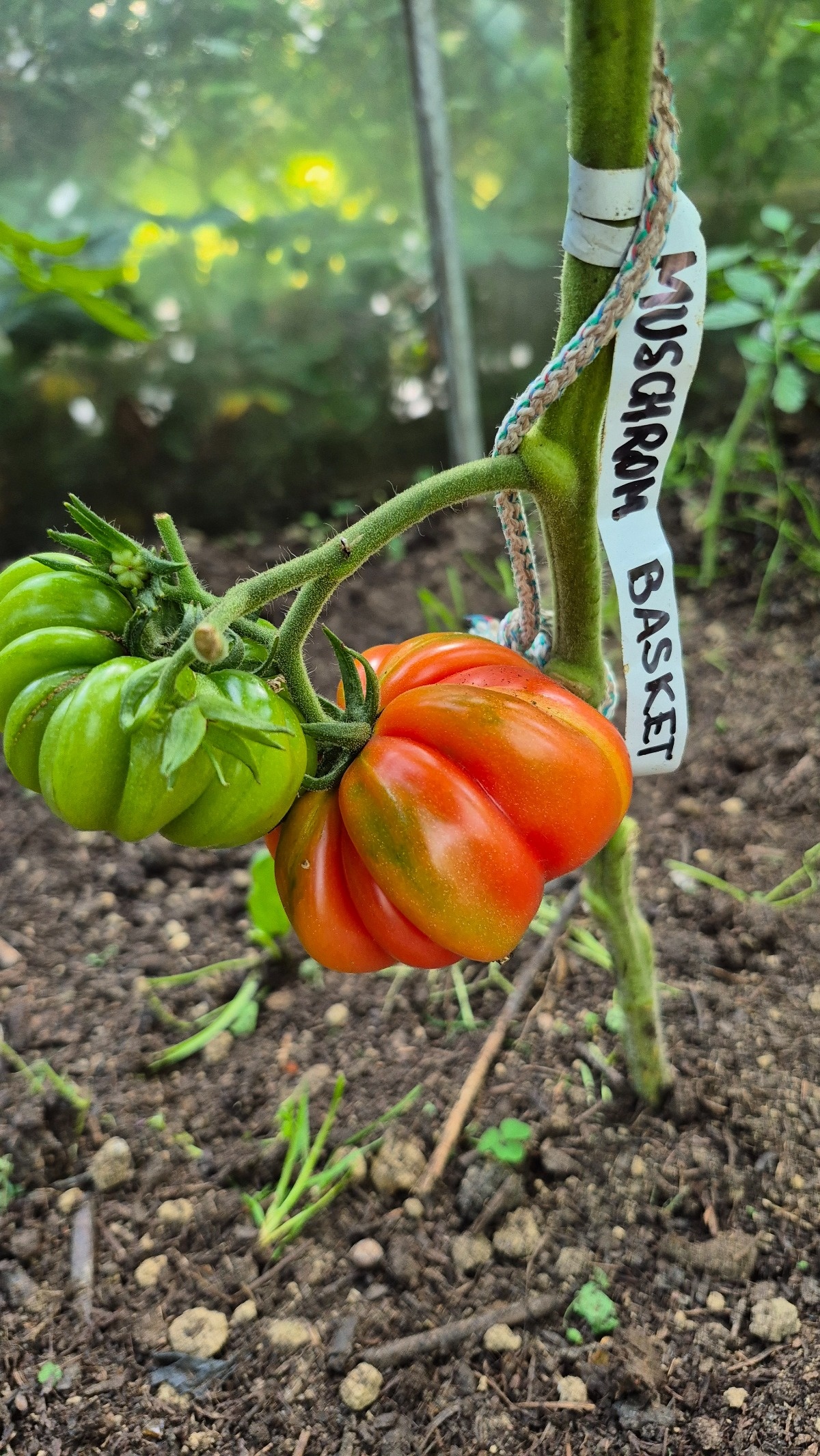 617d4b8d-3b43-4132-95a2-8b178f3313eb