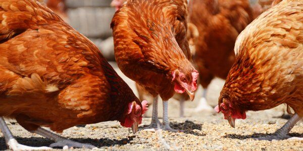 Japonia: Ognisko ptasiej grypy. Ministerstwo uspokaja. "Ludzie się nie zakażą"