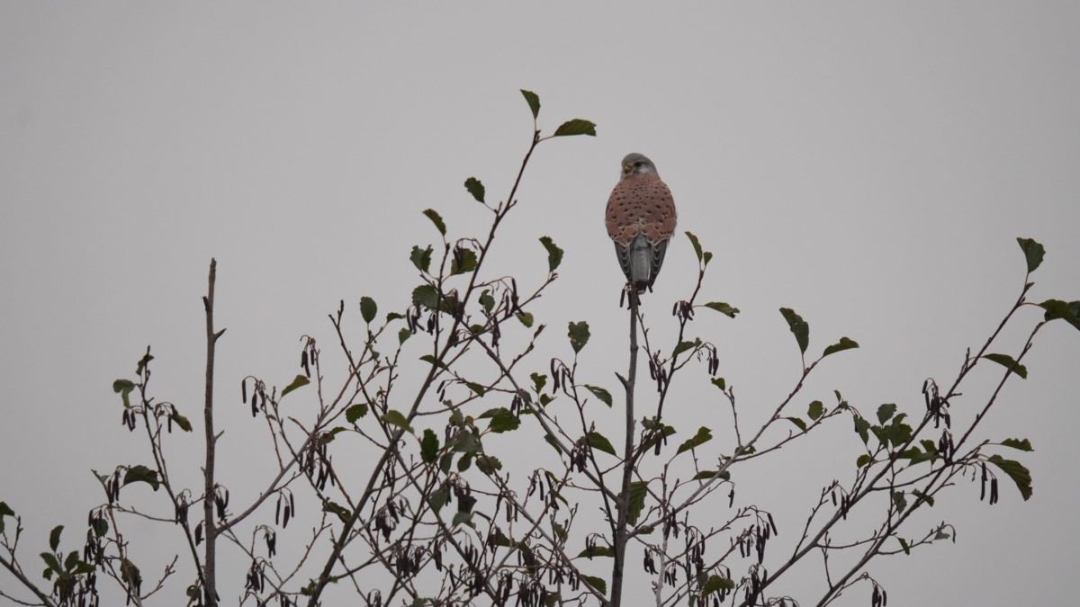 f98962e8-c6dd-4eea-8cc4-bfa64eef6481