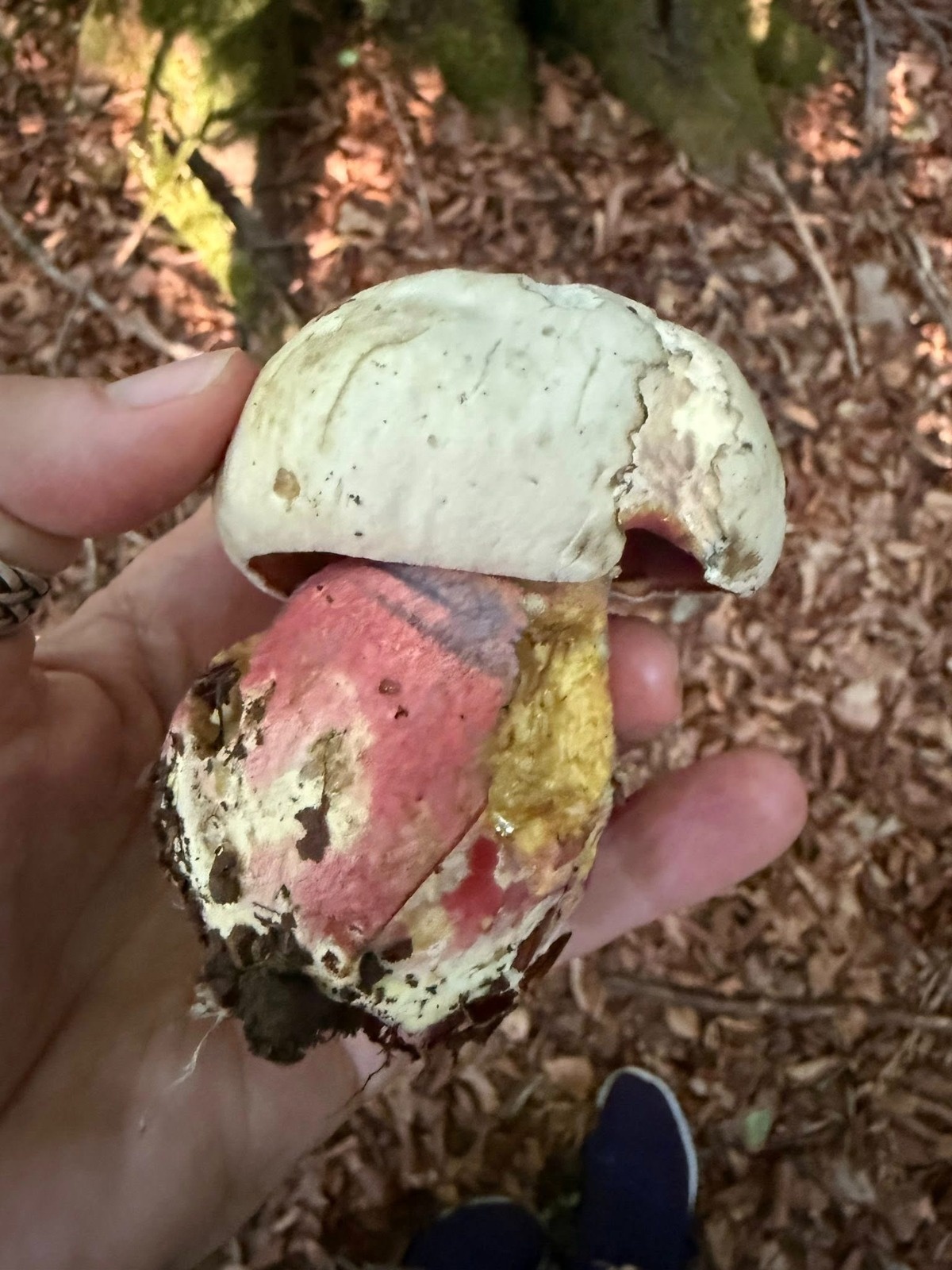 1e9c9c8d-2ccd-4bca-be3f-df8769e664c5