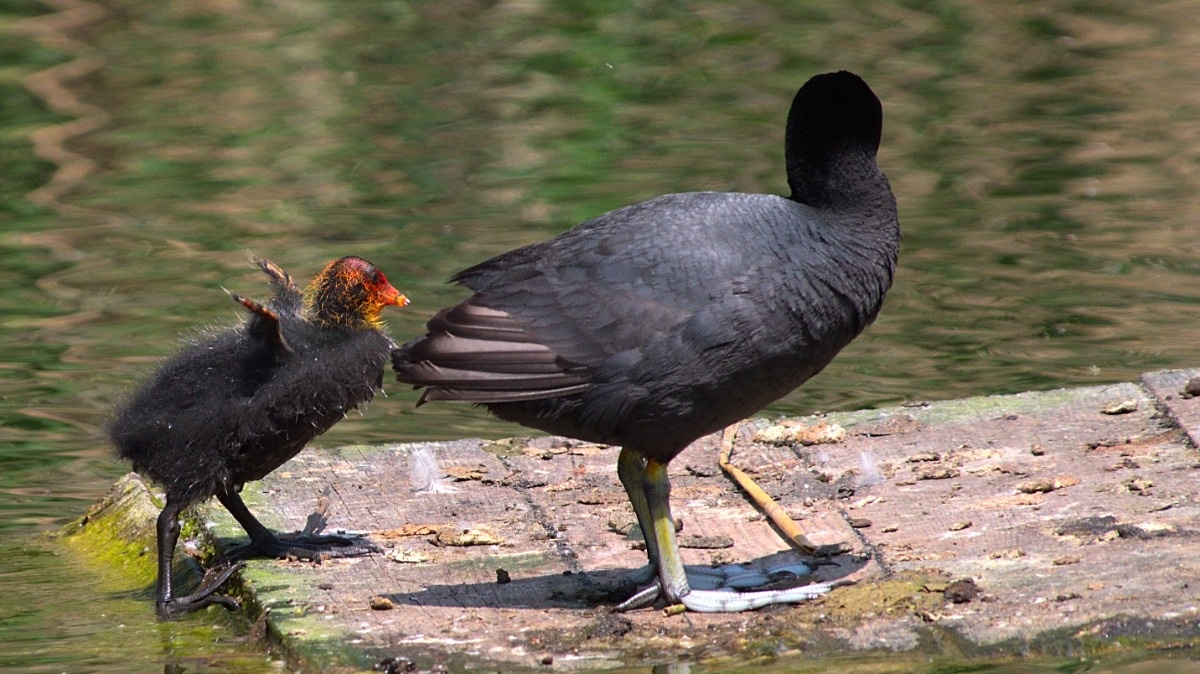 21d25483-1faf-4278-b28e-ba5429fba293