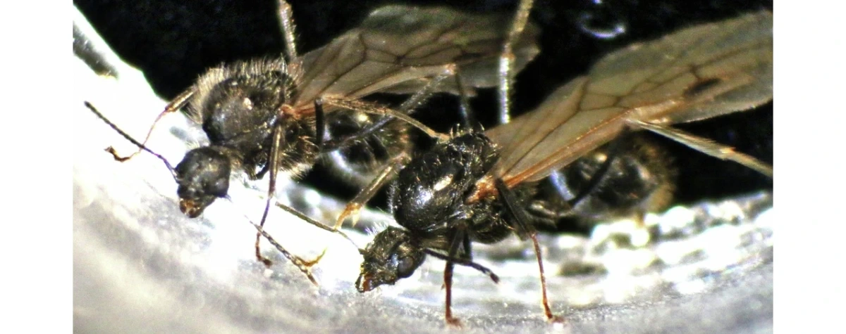 Sprawa dwóch żniwiarek, czyli udomowienie cudzych samców