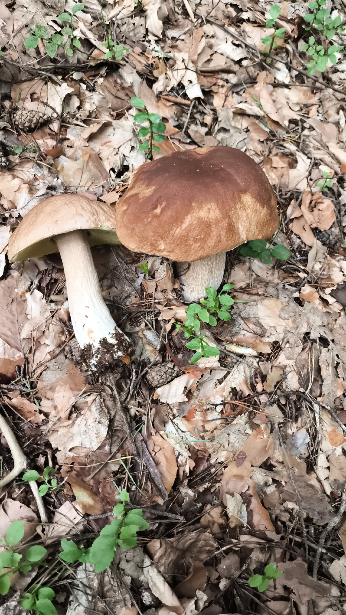 65f8b0ec-eb7f-46fd-b494-8715258b5b0f