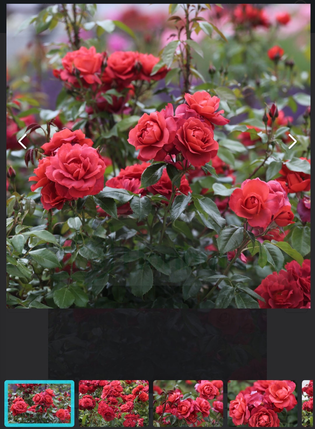 9182bf03-e551-4654-ac56-0eb3da7b2434