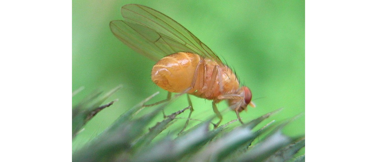 Alkohol sprawia, że ​​samce muszek owocowych są bardziej atrakcyjne dla samic