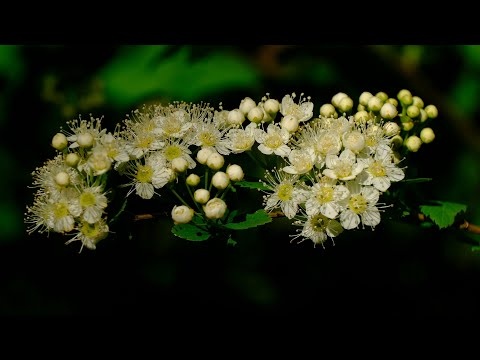 Wiosenna Muzyka Relaksacyjna Do Głębokiej Medytacji