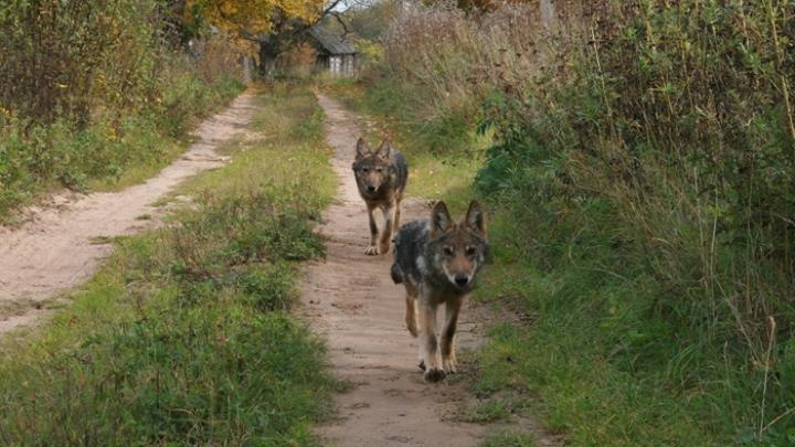 Zaangażowanie lokalnych społeczności pomaga przewidywać konflikty z dużymi drapieżnikami